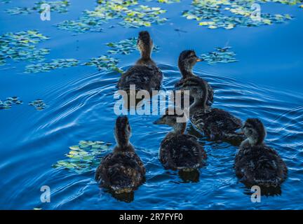 Little ducks swimming on the lake Stock Photo