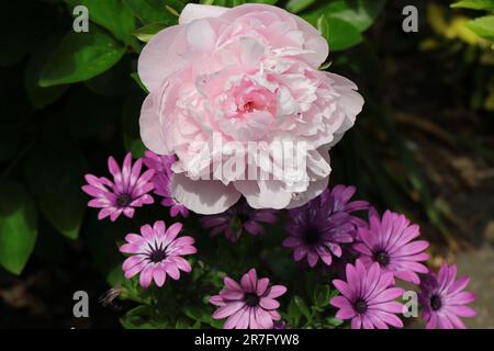 Close-up of a beautiful light pink Paeonia lactiflora flower in combination with purple osteospermum flowers Stock Photo
