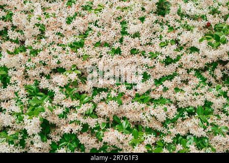 Green background with dense leaves of jasmine bushes with white flowers, can be used for a template or a beautiful background on the site. idea for a Stock Photo