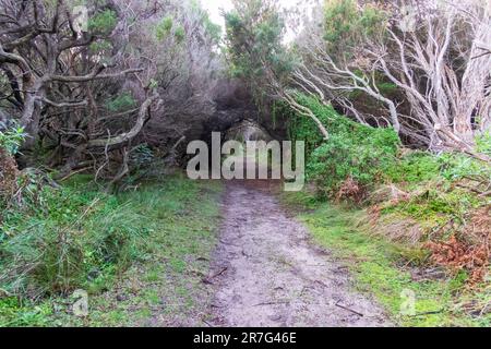 Photograph of a long dirt walking track through a lush green forest near the Calcified Forest on King Island in Tasmania Stock Photo