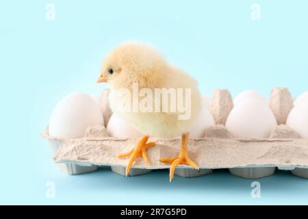 Cute little chick with eggs on blue background Stock Photo