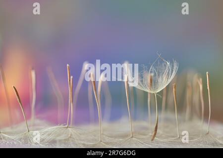 Misty blurred background from dandelion seeds. Tragopogon pratensis. Seeds with umbrellas. Delicate pastel abstract background. Background image. Soft Stock Photo