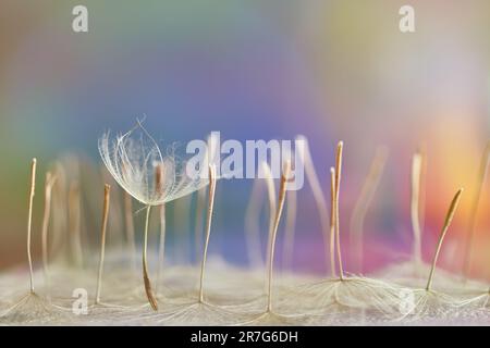 Misty blurred background from dandelion seeds. Tragopogon pratensis. Seeds with umbrellas. Delicate pastel abstract background. Background image. Soft Stock Photo