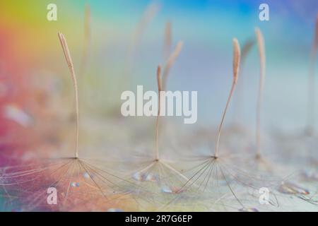 Misty blurred background from dandelion seeds. Tragopogon pratensis. Blurred background of seeds with umbrellas. Delicate pastel abstract background. Stock Photo