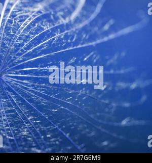 Blurred abstract blue background. Misty blurred background from dandelion seeds. Tragopogon pratensis. Seeds with umbrellas. Delicate blue and white b Stock Photo