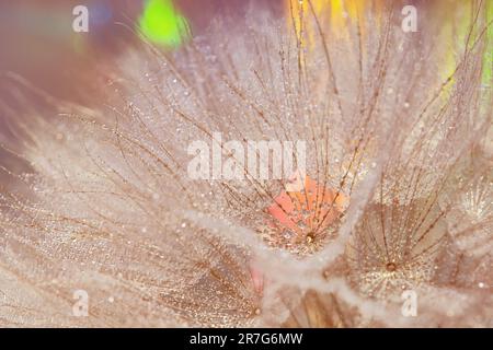 Misty blurred background from dandelion seeds and dew drops. Tragopogon pratensis. Seeds with umbrellas. Delicate pastel abstract background. The imag Stock Photo