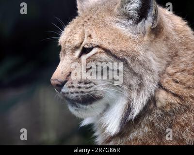 Eurasian lynx, Eurasischer Luchs, Nordluchs, Lynx boréal, Lynx lynx, eurázsiai hiúz. Zoo, Hungary, Europe Stock Photo