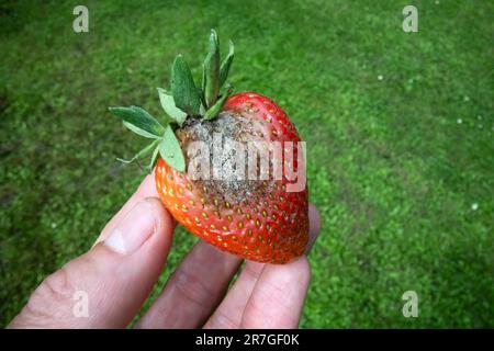 Rotten strawberry fruit with mould fungus in man hand close up Stock Photo