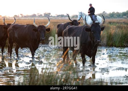 Cowboy carrying a long cattle prod near a herd of bulls, Camargue, France Stock Photo