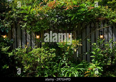 Wooden fence overgrown with green ivy Stock Photo