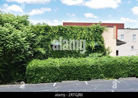 Green ivy covered city building Stock Photo