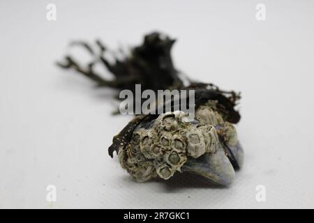 Isolated Small white barnacle shells stuck to seaweed and clams Stock Photo