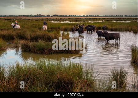 Cowboy carrying a long cattle prod near a herd of bulls, Camargue, France Stock Photo