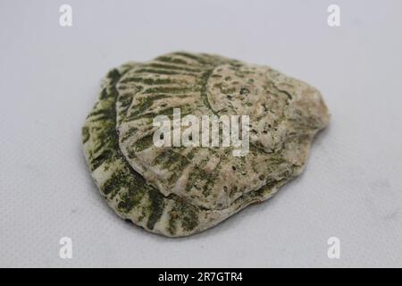 Green and yellow textured cockle shell, found along the River Thames, by Woolwich, London, UK. Stock Photo