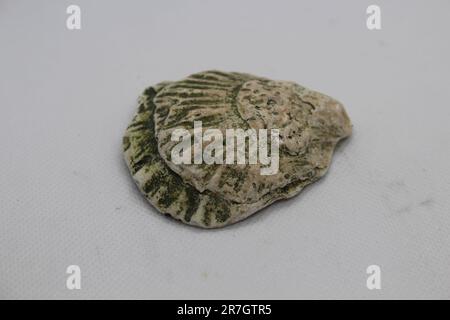 Green and yellow textured cockle shell, found along the River Thames, by Woolwich, London, UK. Stock Photo