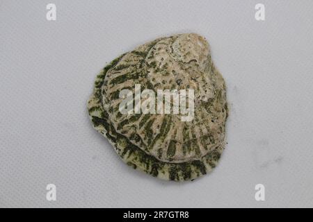 Green and yellow textured cockle shell, found along the River Thames, by Woolwich, London, UK. Stock Photo