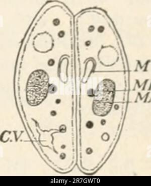 'Elements of biology; a practical text-book correlating botany, zoology, and human physiology' ([c1907]) Stock Photo