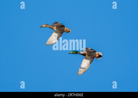 Male and female mallard ducks, Anas platyrhynchos, fly thru a clear blue sky at an Indiana wetland Stock Photo