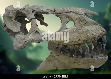 The Tarbosaurus Bataar is a species of tyrannosaurid dinosaur that lived in Asia during the Late Cretaceous period, about 70 to 66 million years ago. Stock Photo