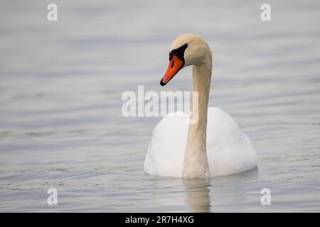 Closeup White and Orange Mute Swam Floating on the River on a bright day Stock Photo