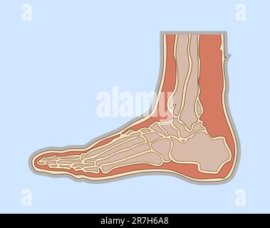 medical illustration human foot Stock Vector