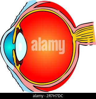 Eye Anatomy, human medical illustration, emblem, scheme Stock Vector