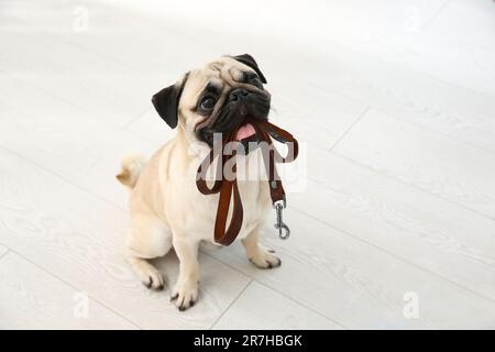 Adorable pug dog holding leash in mouth indoors Stock Photo