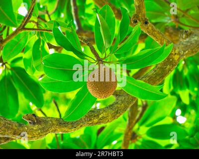 Wild mamey fruit (Mammea americana)  in its natural environment on a tropical island (Caribbean islands). Stock Photo