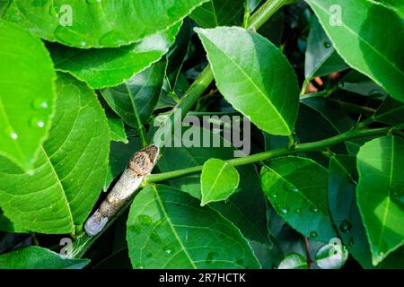 Orange dog caterpillar on the branch of a Meyer lemon tree Stock Photo