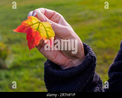 A womanâ€™s hand holds a fall colored maple leaf against a green backdrop. Stock Photo