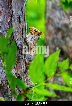 Red-Gray Squirrel. She jumped on a tree in a beautiful wild Canadian forest. She sat on a tree branch among the green leaves illuminated by the sun. Stock Photo