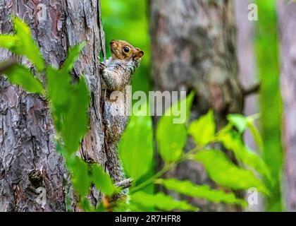 Gray Red Squirrel. She jumped on a tree in a beautiful wild Canadian forest. She sat on a tree branch among the green leaves illuminated by the sun. Stock Photo