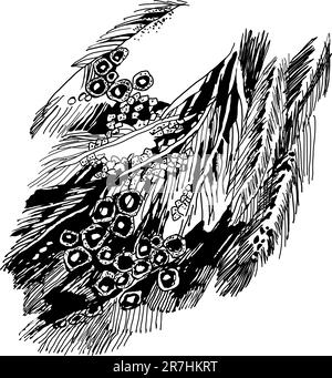 Collection Of Feather Illustration Drawing Engraving Ink Line Art Vector  Stock Illustration - Download Image Now - iStock