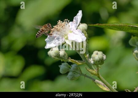 Close up macro image of Asian honey bee on Himalayan blackberry flower Stock Photo