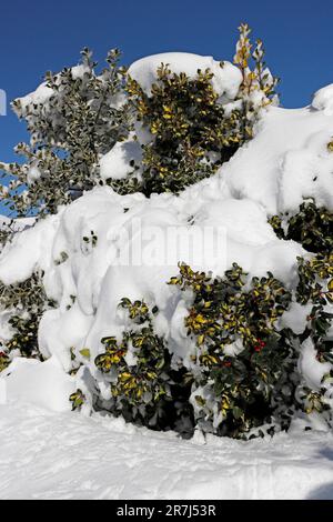 HOLLY BUSH covered in snow, UK. Stock Photo