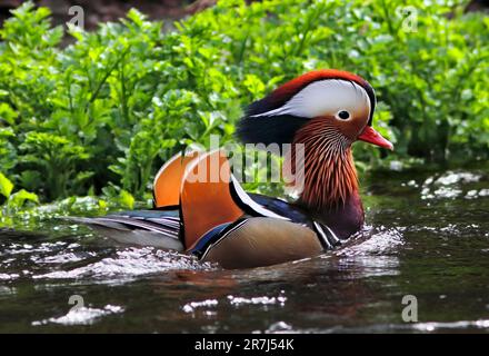 MANDARIN DUCK (Aix galericulata) male displaying, UK. Stock Photo