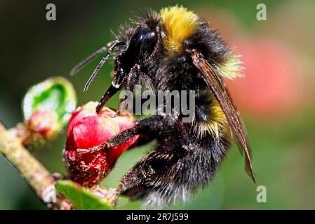 GARDEN BUMBLE BEE (Bombus hortorum), UK. Stock Photo