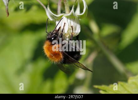 TREE BUMBLE BEE (Bombus hypnorum) on a bramble flower, UK. Stock Photo