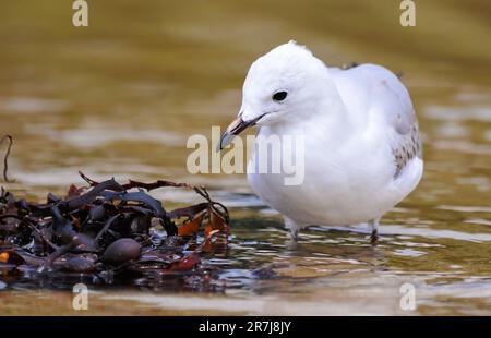 A Red-billed Gull standing on water Stock Photo