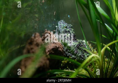 Theloderma corticale (Vietnamese mossy frog) on moss, Mossy tree frog on leaves with black background, selective focus with copy space Stock Photo