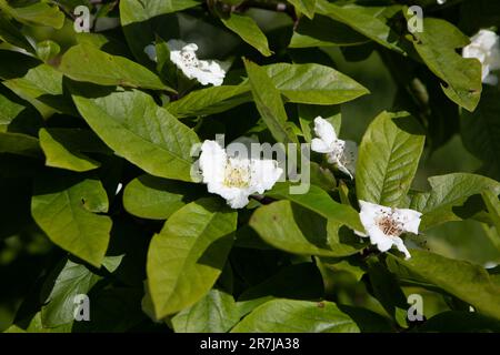 Medlar (Mespilus germanica) flowers Stock Photo