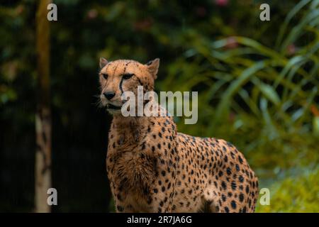 Close up of a Cheetah wild cat's striking brown eyes and black nose, copy space for text Stock Photo