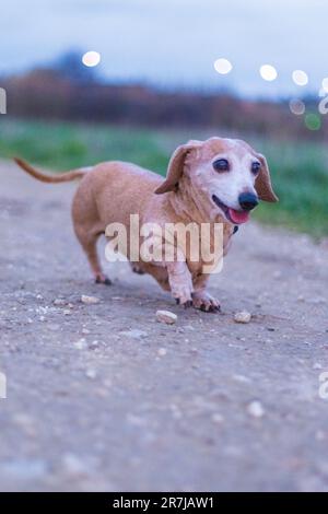 A beautiful Miniature Dachshund breed of dog enjoying going for a walk outdoors. Stock Photo