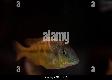 The beautiful Protomelas spilonotus tanzania in freshwater aquarium. It is an African cichlids in Cichlidae family from Lake Malawi, Africa. Stock Photo