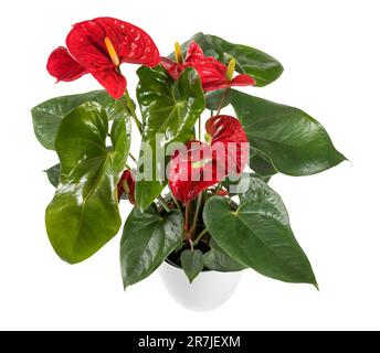 From above of potted tailflower with green leaves and red buds isolated on white background Stock Photo