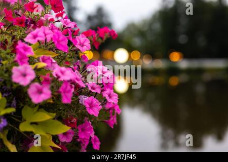 Close-up of blooming pink geranium flowers. The photo was taken in the evening, the lights of the lanterns are blurred in the background. Stock Photo