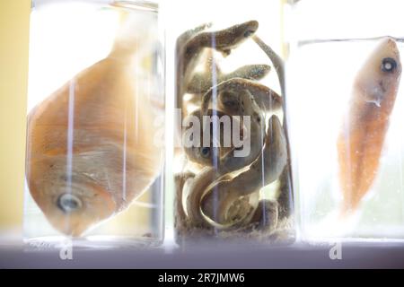 Preserved fish in jars on display at the  Project Puffin site, on Eastern Egg Rock Island, Maine Stock Photo