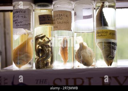 Preserved fish in jars on display at the  Project Puffin site, on Eastern Egg Rock Island, Maine Stock Photo