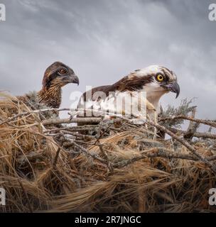 Osprey and her chicks. Watsonville, California: THESE STUNNING images show an osprey mum?s grand landing on her nest to feed her chicks. One of the im Stock Photo