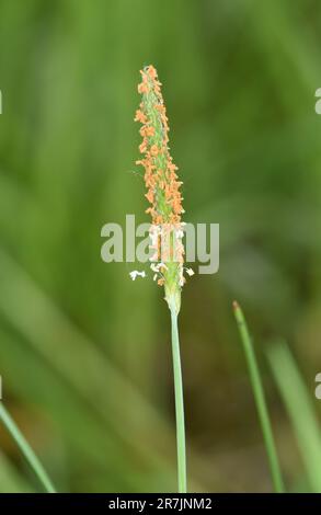Orange Foxtail - Alopecurus aequalis Stock Photo